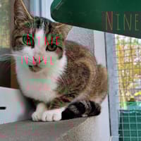 Ninety, chat à adopter