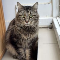 Locky CAB4760, chat à adopter