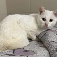 Yoda CAB4765, chat à adopter