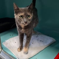 BERTILLE, chatte à adopter