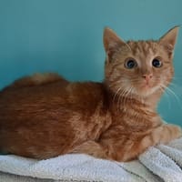 TANGUY, chat à adopter