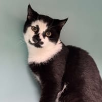 Skol CAB4767, chat à adopter