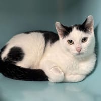 Ox CAB4768, chat à adopter