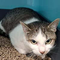 MILADY, chatte à adopter