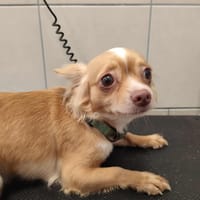 WINNIE QCN, chienne à adopter