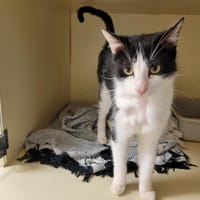 OLIVER PAB28222, chat à adopter