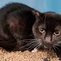 CALINE, chatte à adopter