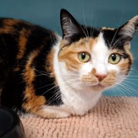 GUCCY, chatte à adopter