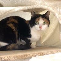 Mosaique, chatte à adopter