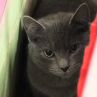 Grichat, chat à adopter