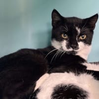 Apolo CAB4769, chat à adopter