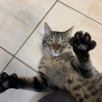 Starship[Chaton], chat à adopter