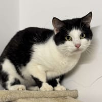 Pumba CAB4764, chat à adopter