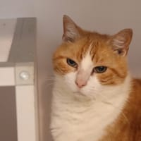 Tac, chat à adopter