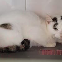 Championne, chatte à adopter