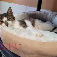 Rockette, chatte à adopter