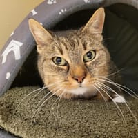 CIEL PAB28230, chatte à adopter