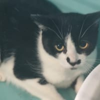 CHAÏTI, chatte à adopter