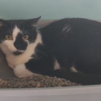 TIBOUCAN, chatte à adopter