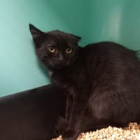 Noisette, chatte à adopter
