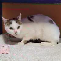 Miou, chatte à adopter