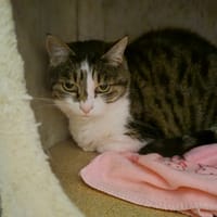 Belle, chatte à adopter