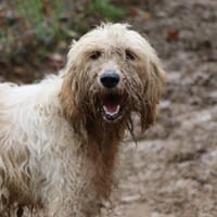 TOSKA dit TOUPIE, chienne à adopter