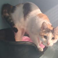 LADYCAT, chatte à adopter