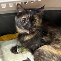PAPRIKA, chatte à adopter