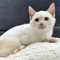SWAN, chat à adopter