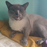 HIPSTER JUNGLE, chat à adopter