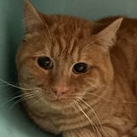 MERLIN, chat à adopter