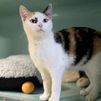 MITSU, chatte à adopter