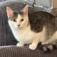 De Beauvoir, chatte à adopter