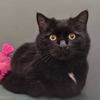 GROMINOU, chat à adopter