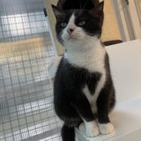 Malow, chatte à adopter