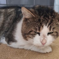 ERNEST dit LE LORD, chat à adopter