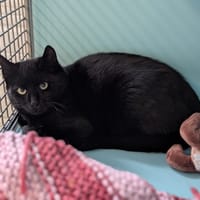 MERLIN, chat à adopter