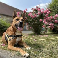 JUNIOR, chien à adopter