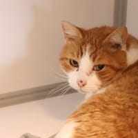 Tic, chat à adopter