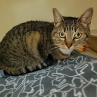 MINI MOI PAB28229, chatte à adopter