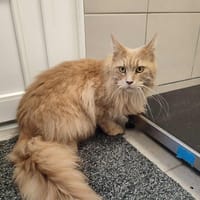 ROSE QCT, chatte à adopter