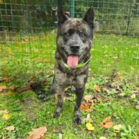 PABLO, chien à adopter