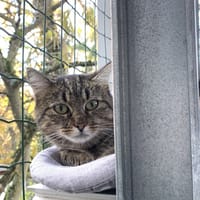 Eole, chatte à adopter