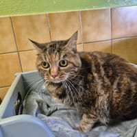 CLOCHETTE, chatte à adopter