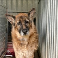 Ness, chienne à adopter