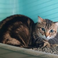MEXICO, chat à adopter