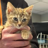 MIKETTE, chatte à adopter