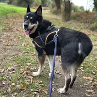 DJANGO, chien à adopter