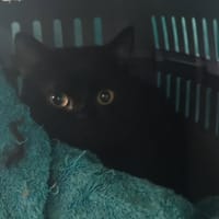 SETEKI, chat à adopter